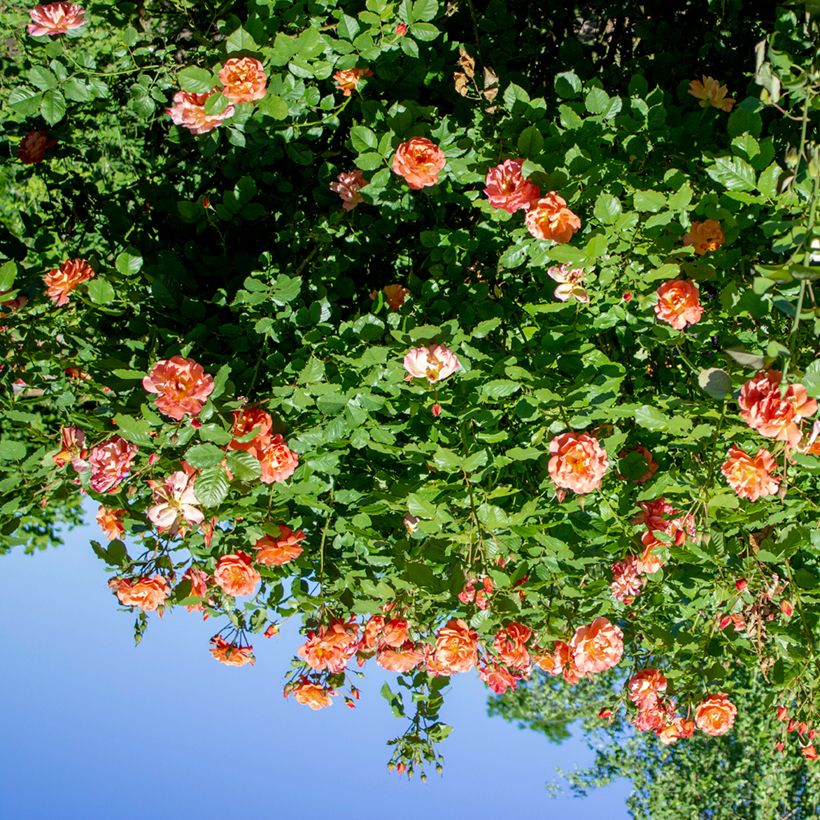 Rosa rampicante Aloha de Kordes (Porto)