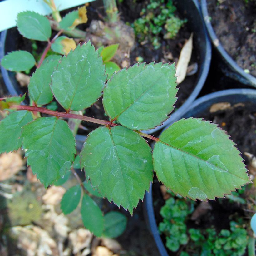 Rosa Aloha ancien - Rosa rampicante (Fogliame)