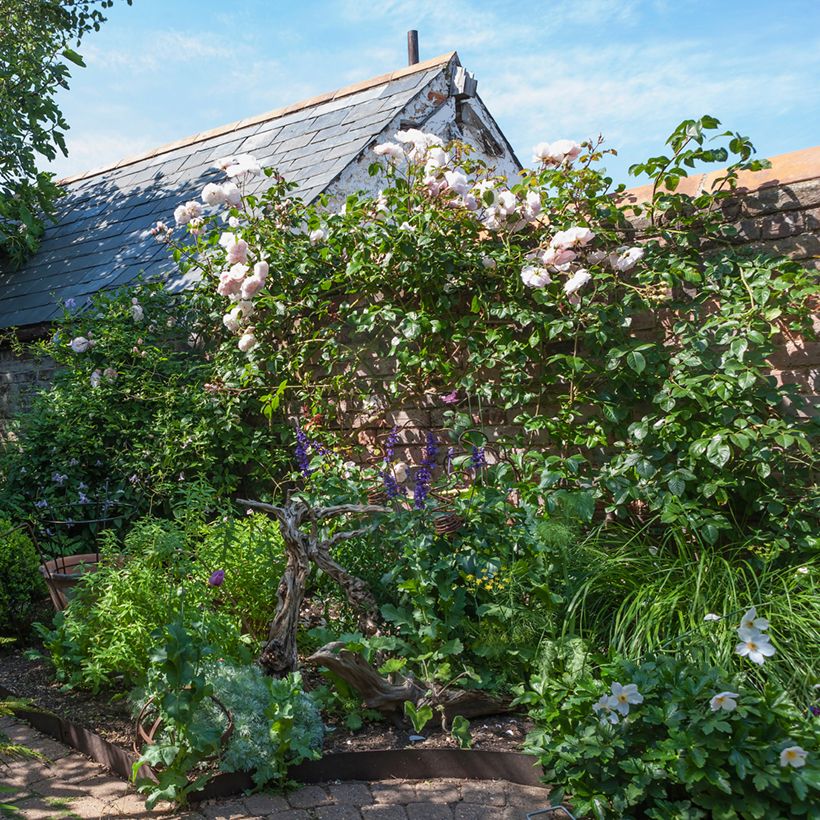 Rosa rampicante David Austin The Generous Gardener (Porto)