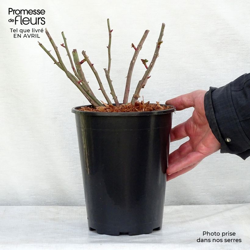 Rosier grimpant Easy Fashion en pot de 4L esemplare consegnato in primavera