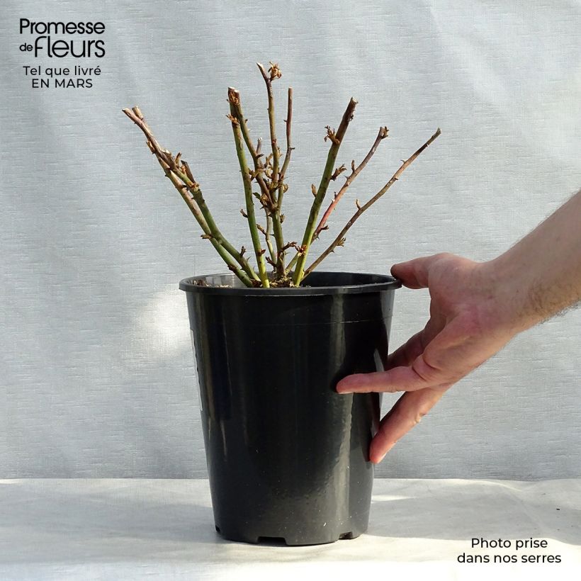 Rosier grimpant Excelsa en pot de 4L esemplare consegnato in inverno