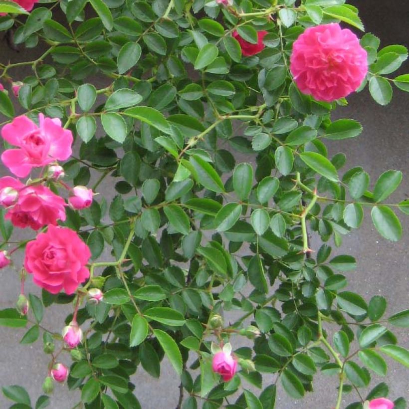 Rosa wichuraiana Excelsa - Rosa rampicante (Fogliame)