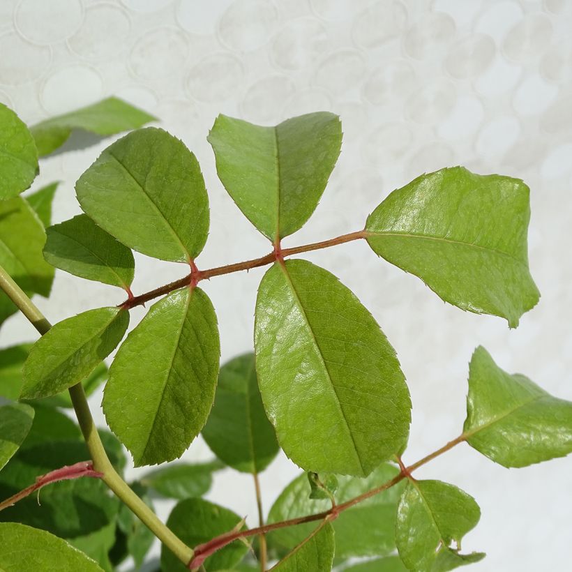 Rosa rampicante Climbing Iceberg (Fogliame)