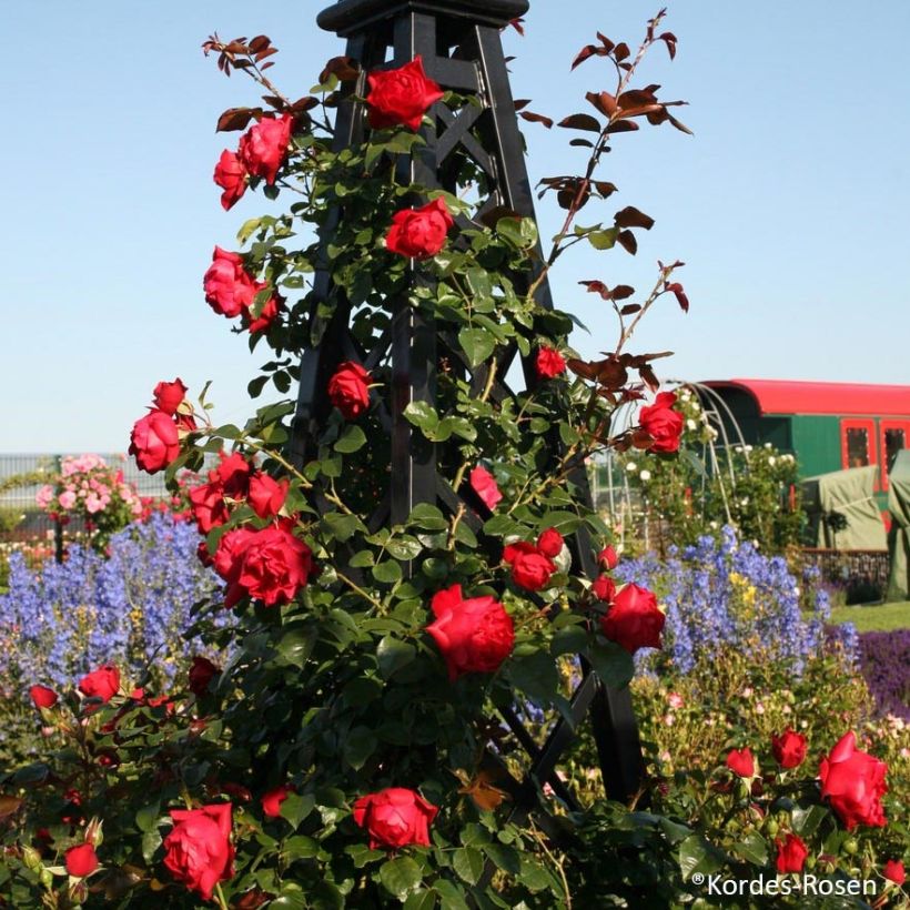 Rosa rampicante Florentina (Porto)