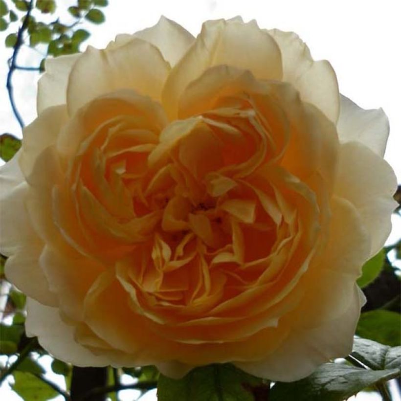 Rosa rampicante Ginger Syllabub (Fioritura)