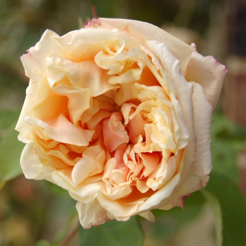 Rosa Gloire de Dijon - Rosa rampicante (Fioritura)