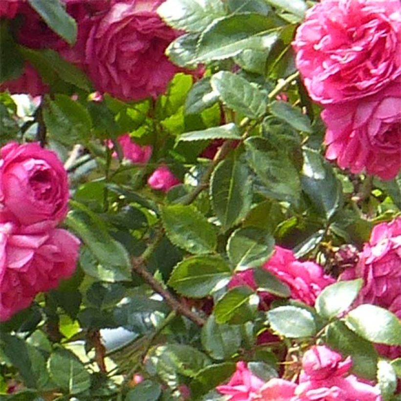 Rosa rampicante Laguna (Fogliame)