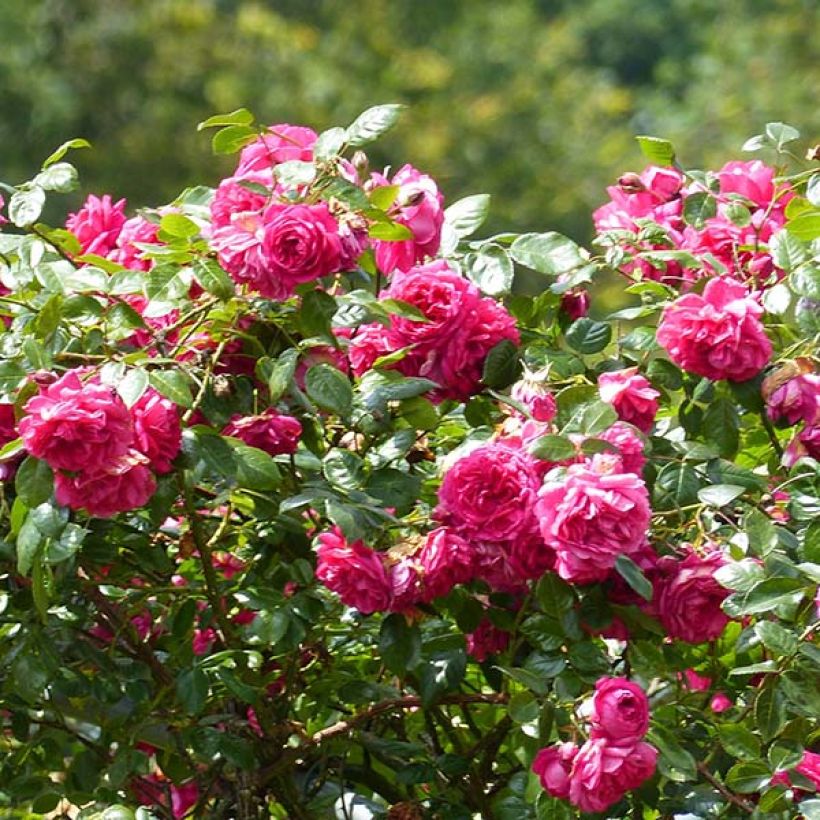 Rosa rampicante Laguna (Fioritura)