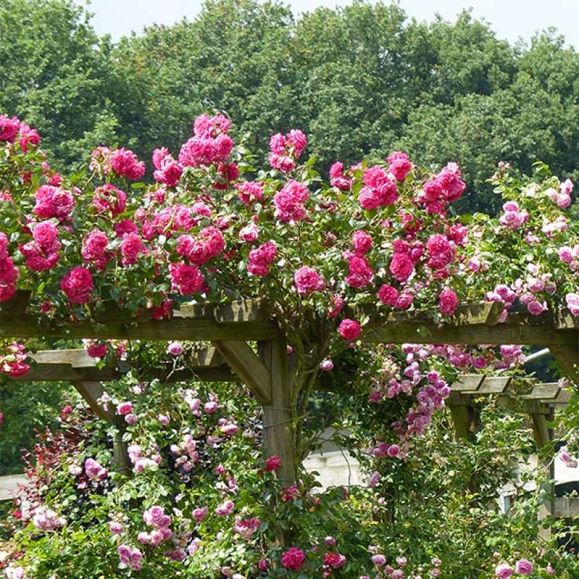 Rosa rampicante Laguna (Porto)