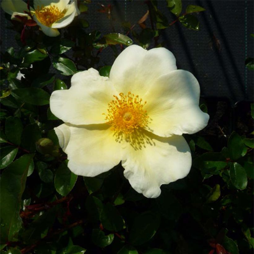 Rosa rampicante Mermaid (Fioritura)