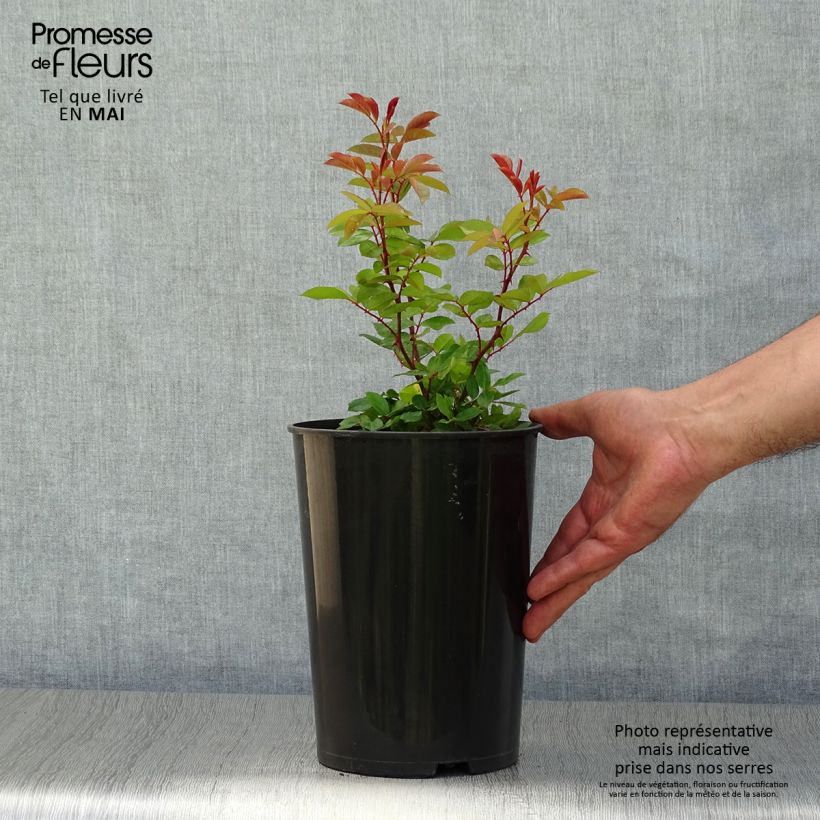 Rosier grimpant Mermaid Pot de 2L/3L esemplare consegnato in primavera