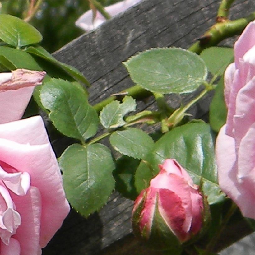 Rosa Mme Caroline Testout (Fogliame)