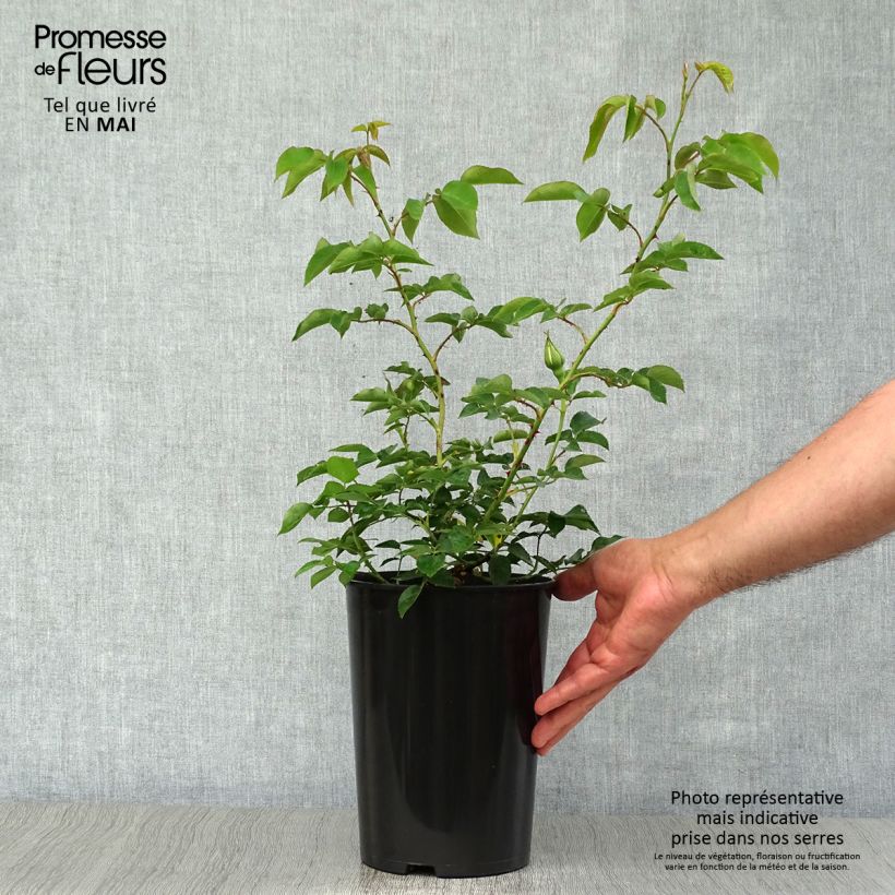 Rosier grimpant Mme Gregoire Staechelin - Pot de 4L/5L esemplare consegnato in primavera