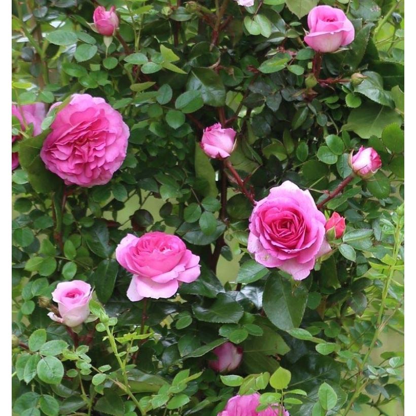 Rosa rampicante Ozeana (Fioritura)