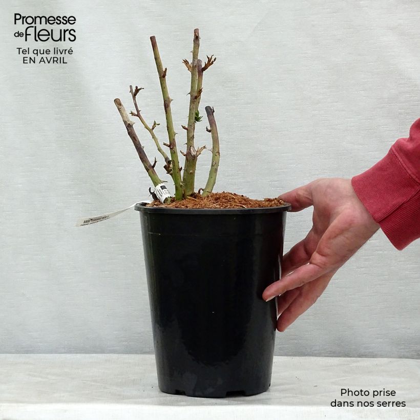 Rosier grimpant Papi Delbard en pot de 3/4L esemplare consegnato in primavera