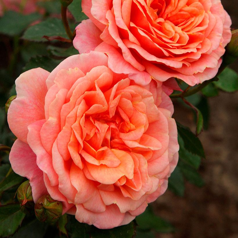 Rosa rampicante Peach Melba (Fioritura)