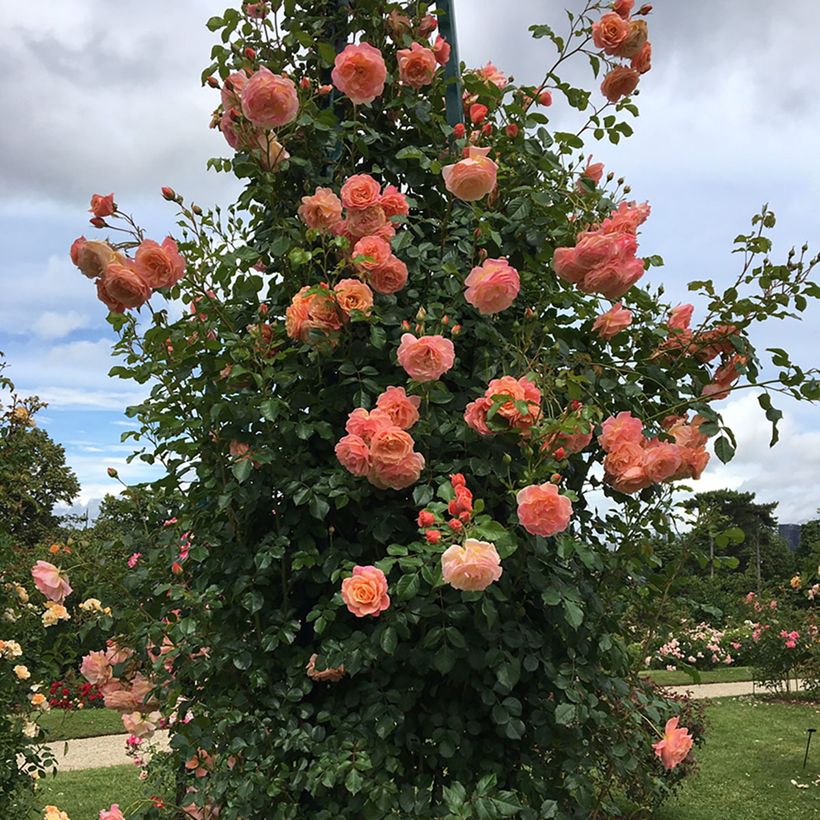 Rosa rampicante Peach Melba (Porto)