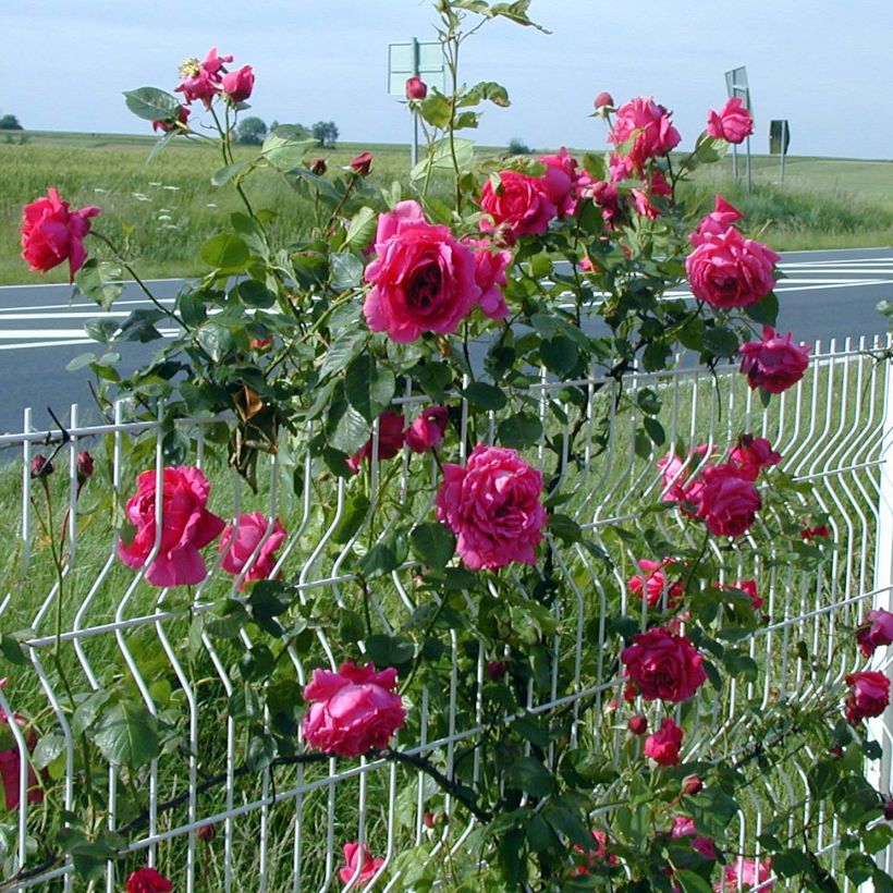 Rosa Roi de Siam - Rosa rampicante (Porto)