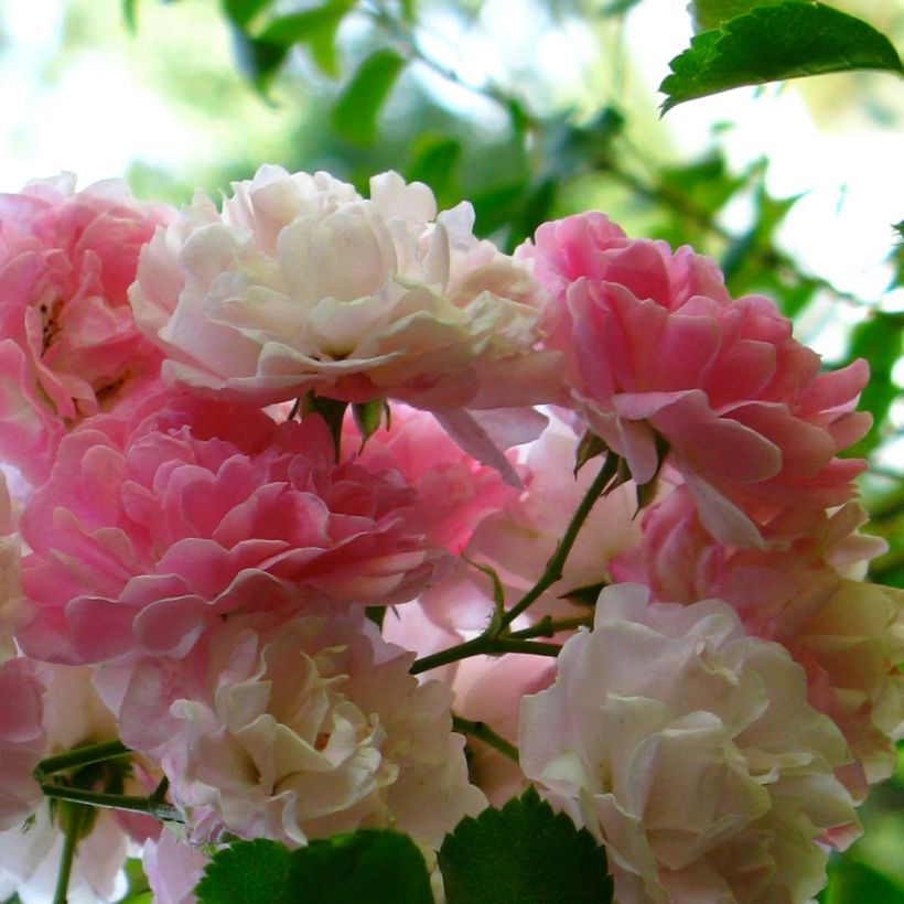 Rosa multiflora Seven Sisters Rose (Fioritura)