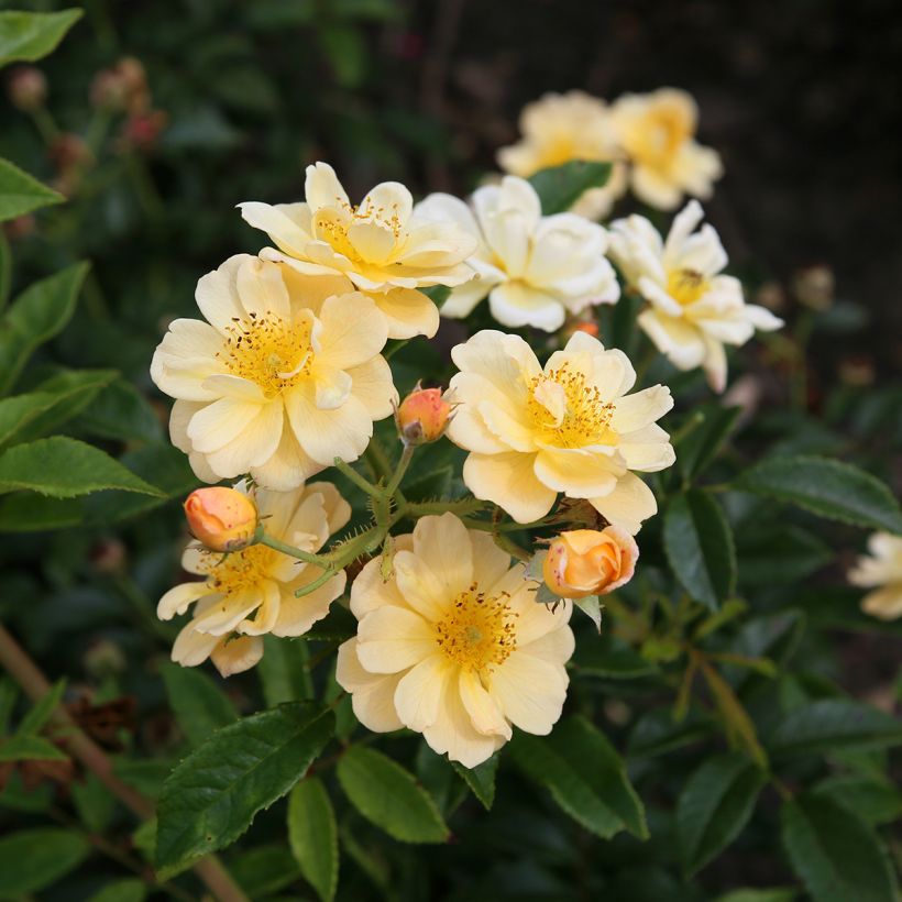 Rosa rampicante Siluetta Sunny (Fioritura)