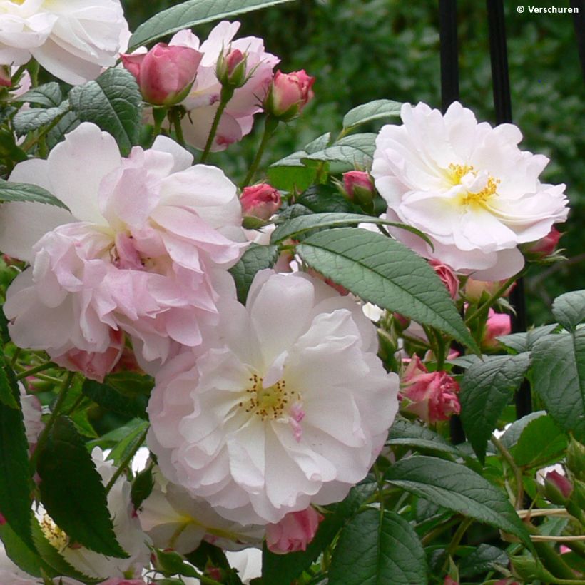 Rosa rampicante Siluetta Sweet (Fioritura)