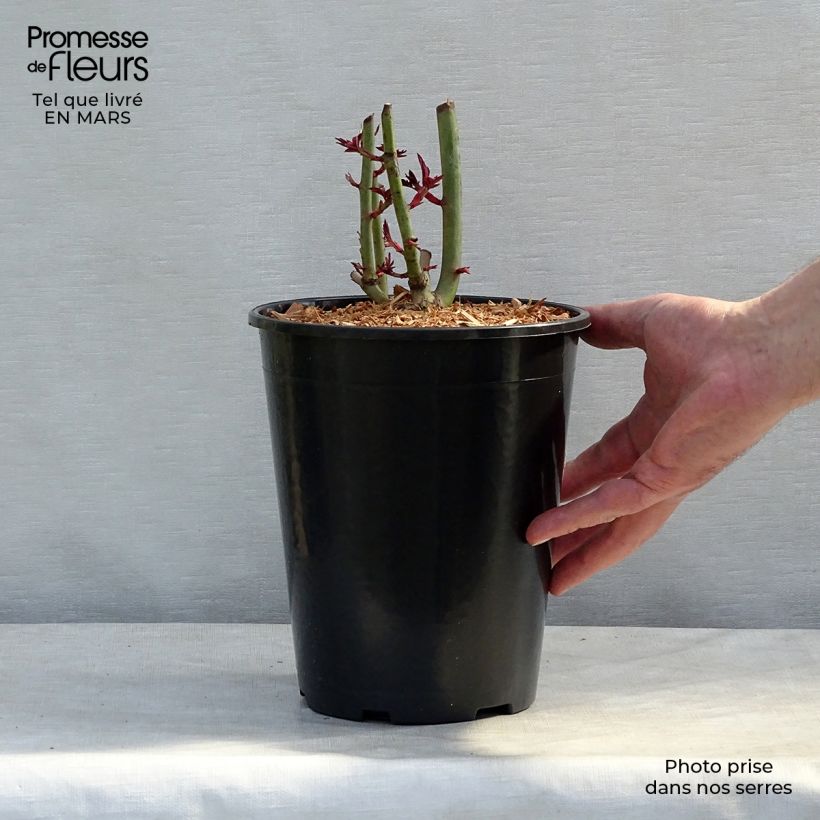 Rosier grimpant Treasure Trove en pot de 4L esemplare consegnato in inverno