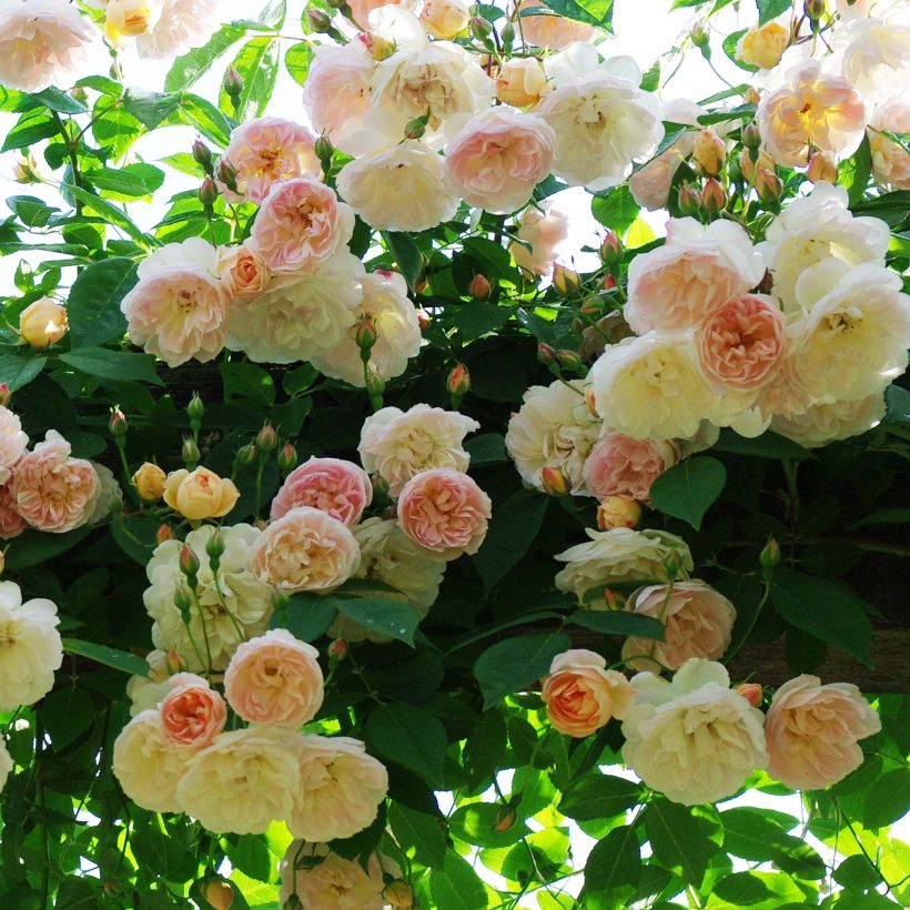 Rosa rampicante Treasure Trove (Fioritura)