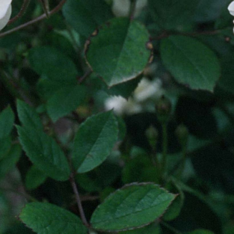 Rosa moschata Trier - Rosa moscata rampicante (Fogliame)