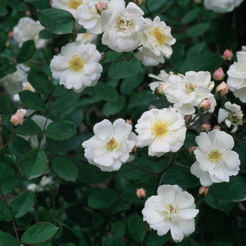 Rosa moschata Trier - Rosa moscata rampicante (Fioritura)