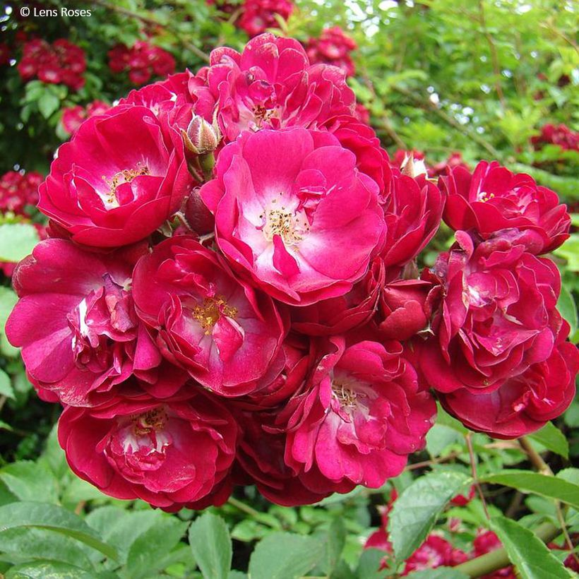 Rosa rampicante Wilderode (Fioritura)