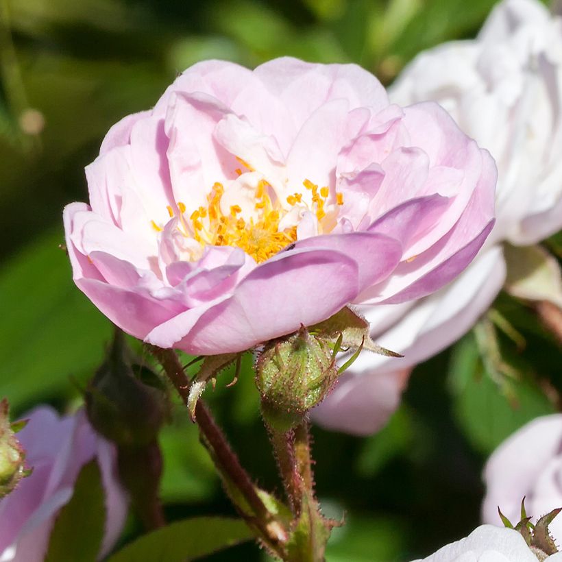 Rosa rampicante anglais Little Rambler (Fioritura)