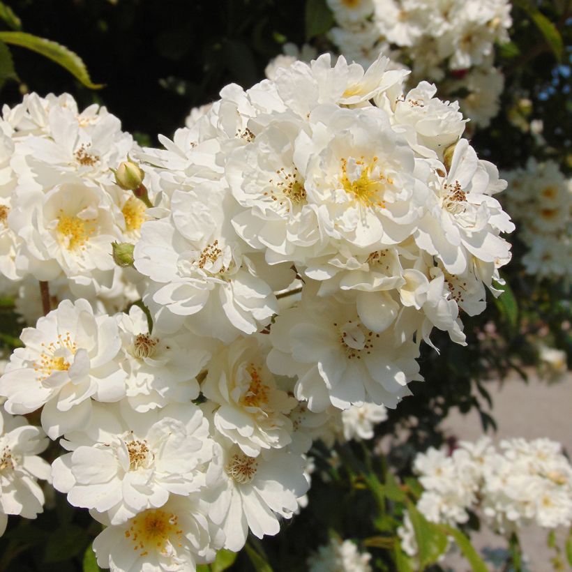 Rosa multiflora Bobbie James (Fioritura)