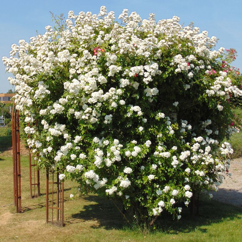 Rosa multiflora Bobbie James (Porto)