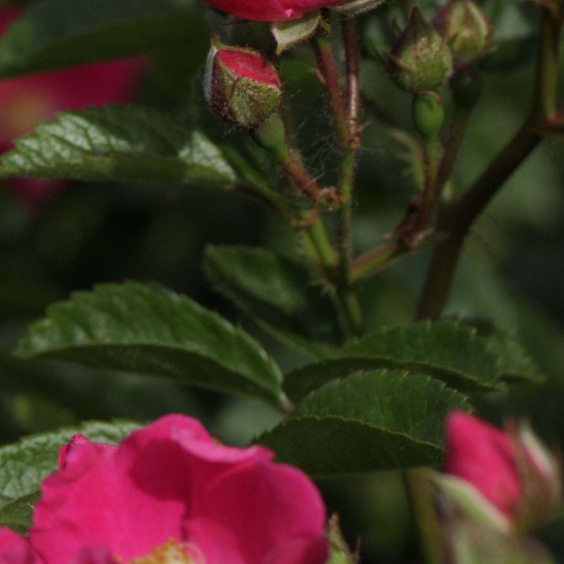 Rosa multiflora Maria Lisa (Fogliame)