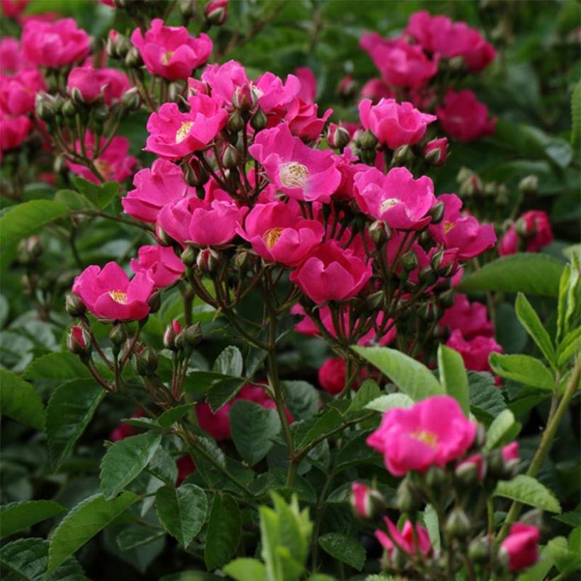 Rosa multiflora Maria Lisa (Fioritura)