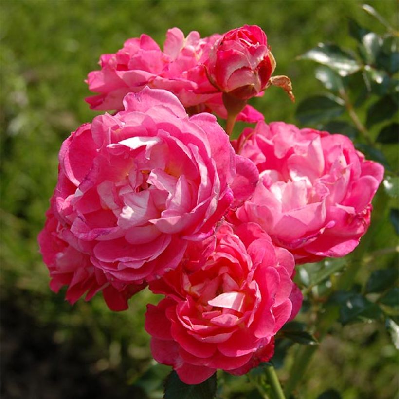 Rosa tappezzante Charmant Korpeligo (Fioritura)