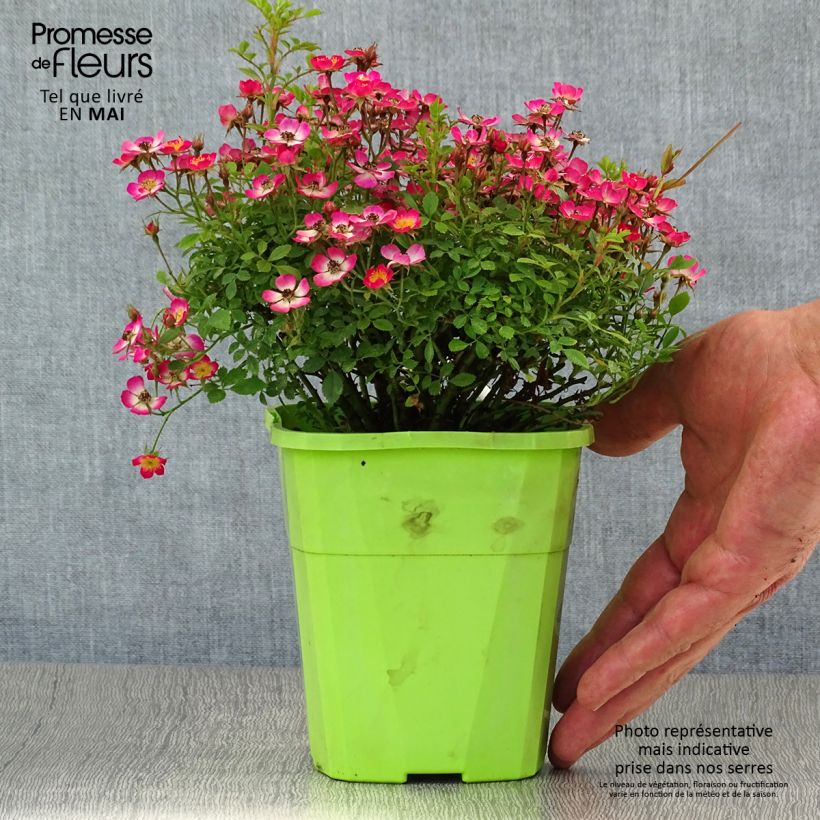 Rosier miniature Cutie Pie Pot de 1,5L/2L esemplare consegnato in primavera