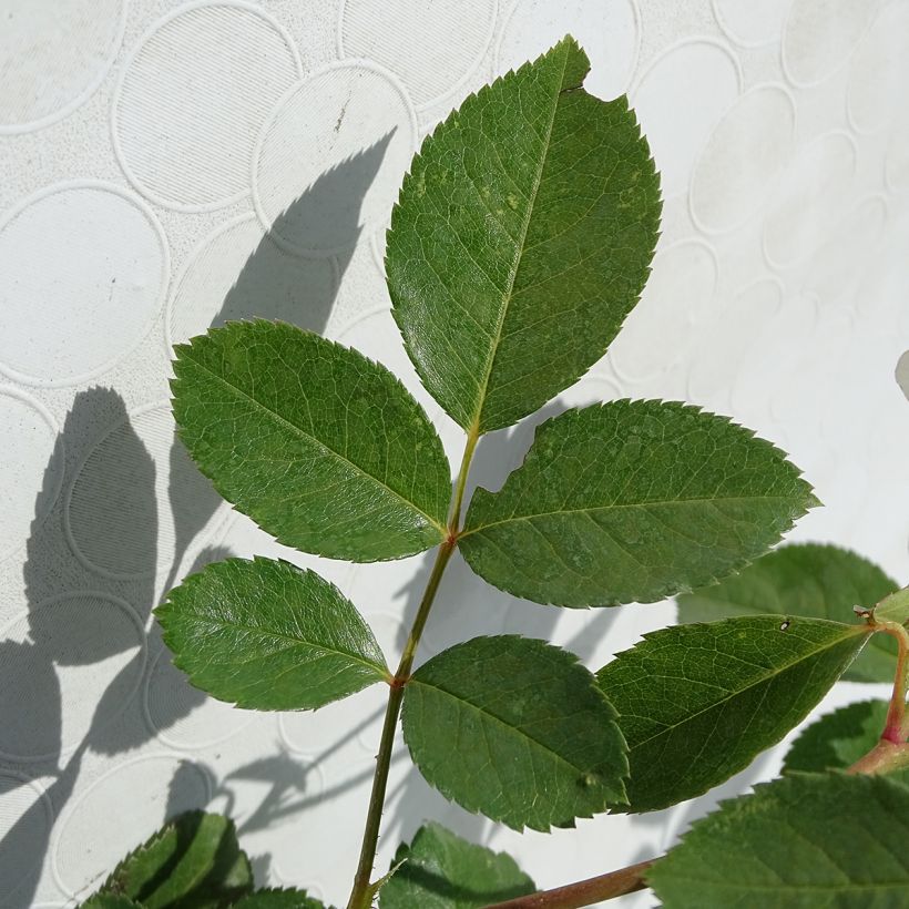 Rosa tappezzante Bordure Blanche 'Delbobla' (Fogliame)