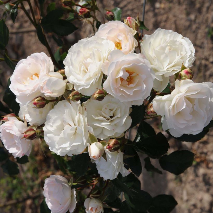 Rosa tappezzante Bordure Blanche 'Delbobla' (Fioritura)