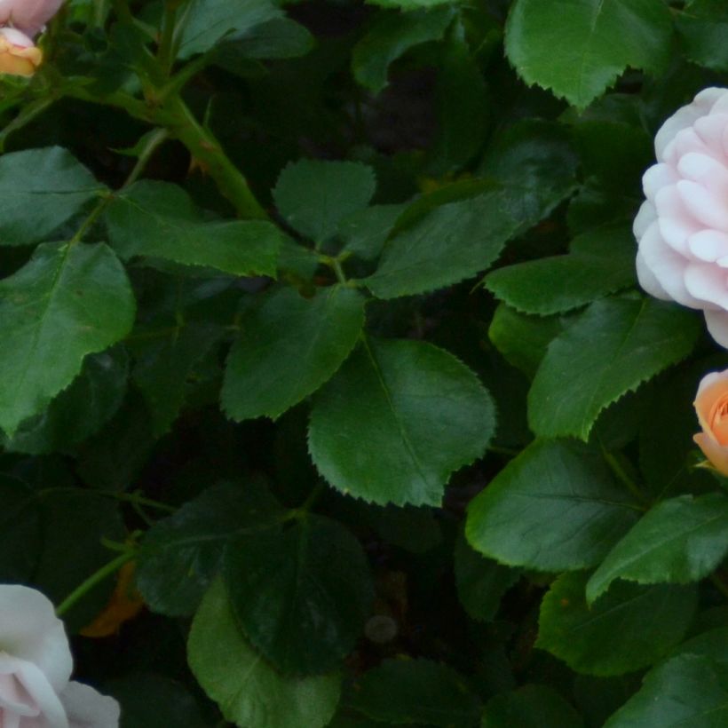 Rosa tappezzante Bordure Nacrée 'Delcrouf' (Fogliame)