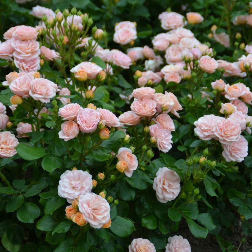 Rosa tappezzante Bordure Nacrée 'Delcrouf' (Fioritura)