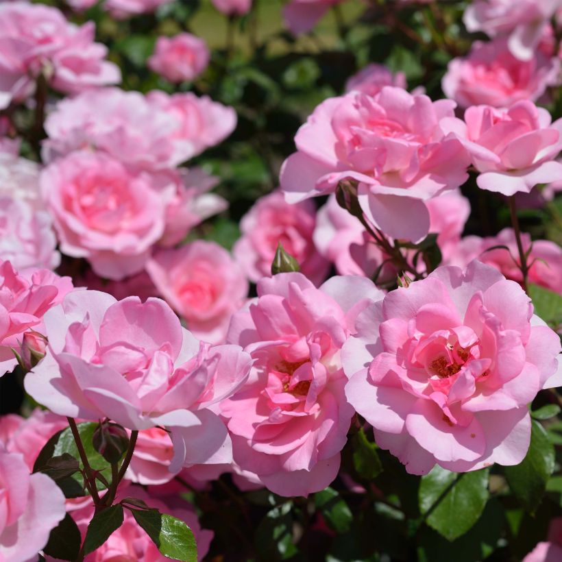 Rosa tappezzante Bordure Rose 'Delcoussi' (Fioritura)