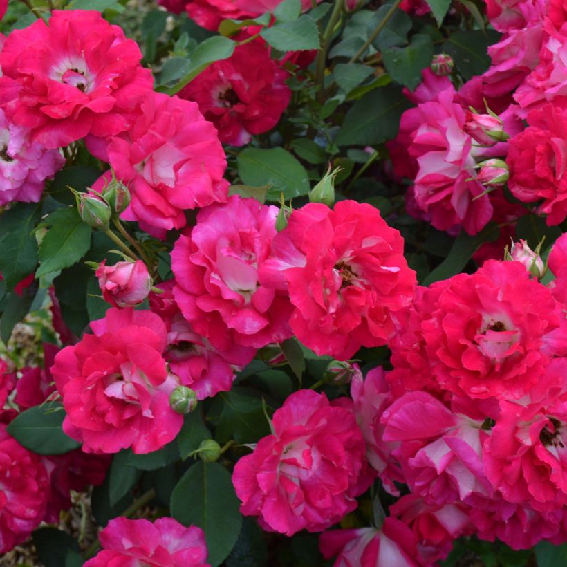 Rosa tappezzante Bordure Vive 'Delboviv' (Fioritura)