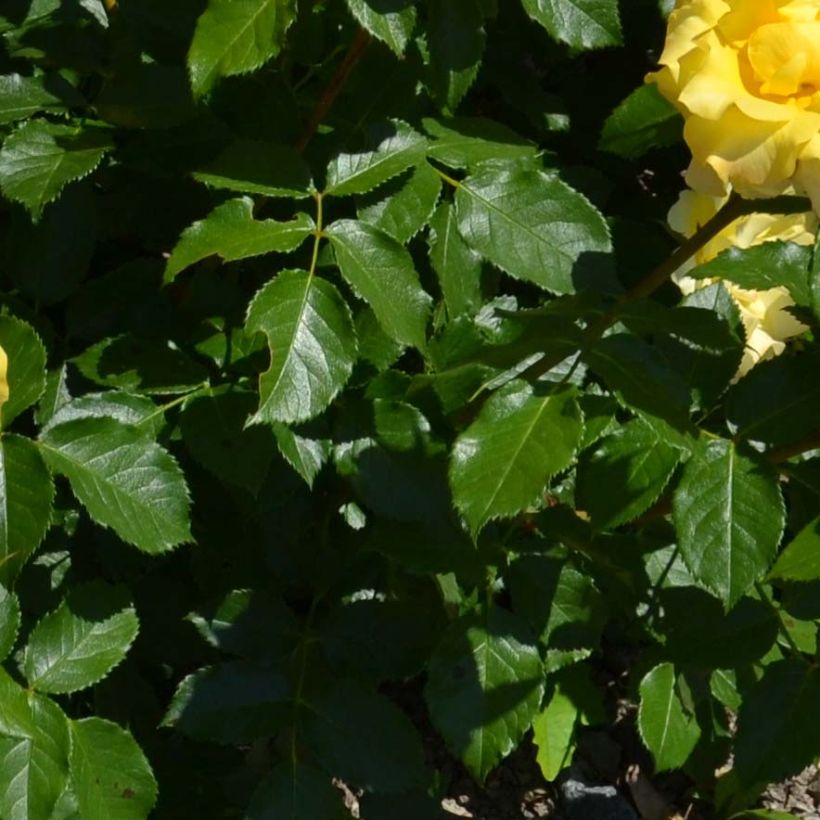 Rosa tappezzante Bordure d'Or 'Delbojaun' (Fogliame)