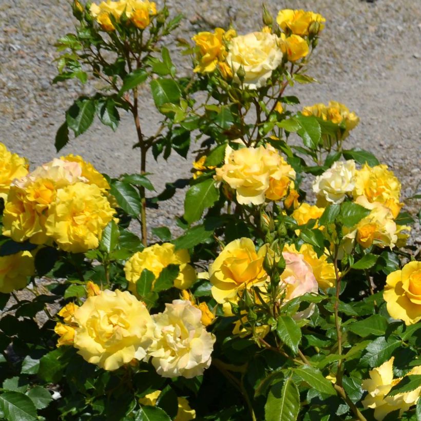 Rosa tappezzante Bordure d'Or 'Delbojaun' (Fioritura)