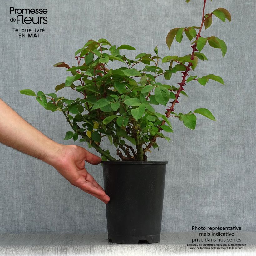 Rosier nain Bordure d'Or en pot de 2L/3L. esemplare consegnato in primavera