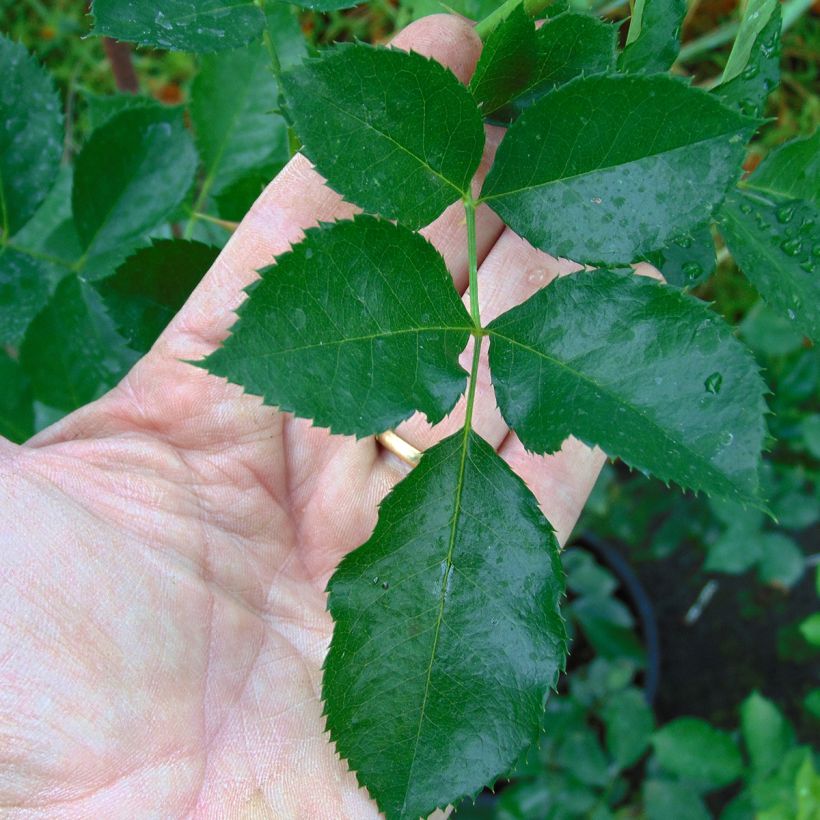 Rosa rampicante Eyeconic (Fogliame)