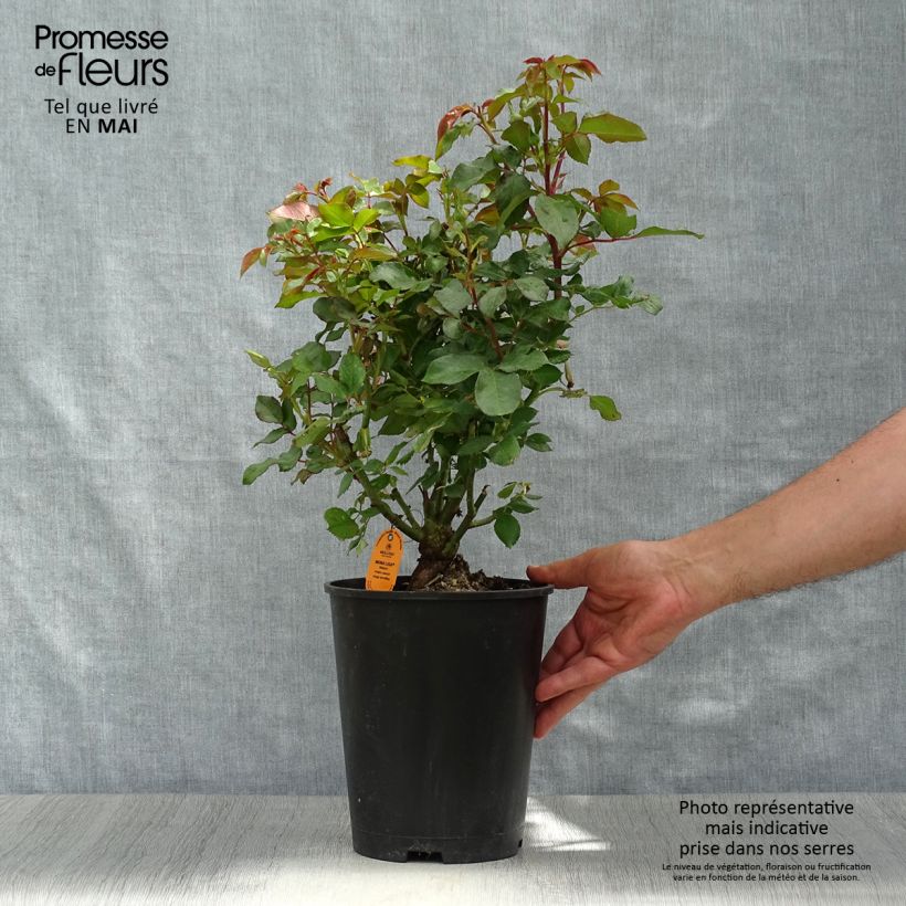 Rosier polyantha Mona Lisa - En pot de 4L/5L esemplare consegnato in primavera