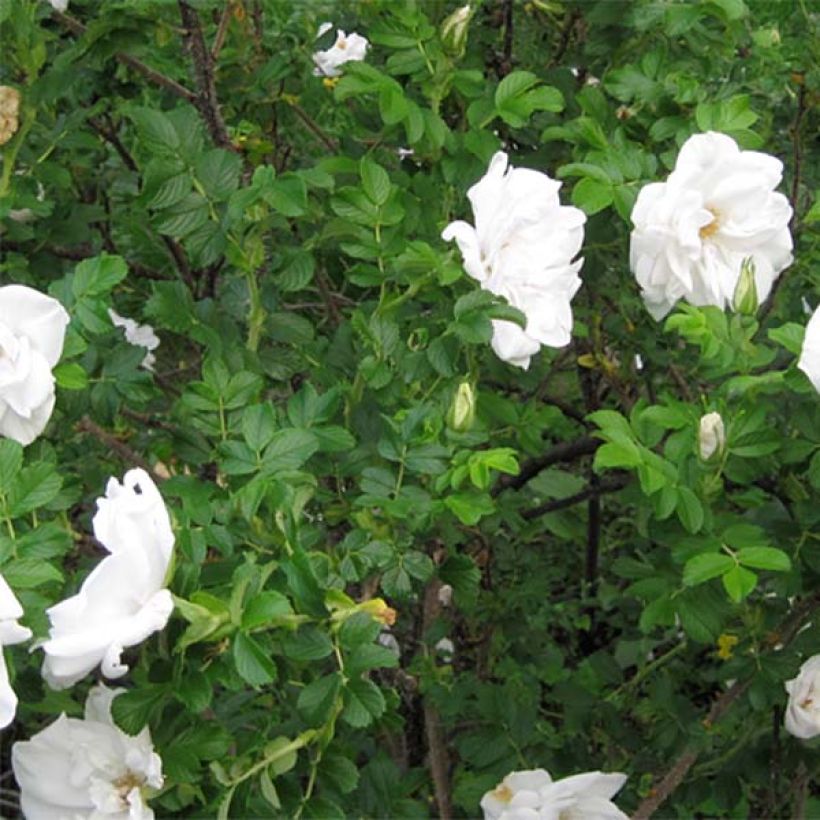 Rosa rugosa Blanc Double de Coubert (Fogliame)