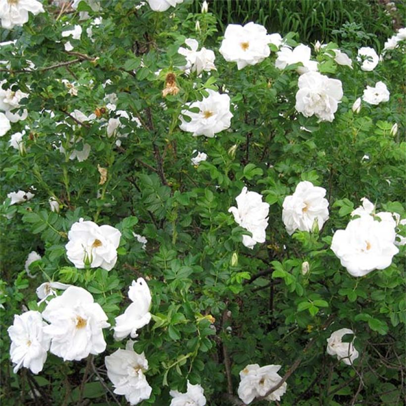 Rosa rugosa Blanc Double de Coubert (Porto)